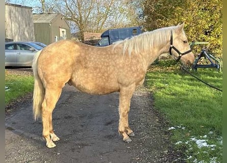 American Quarter Horse, Hengst, 1 Jaar, 150 cm, Palomino