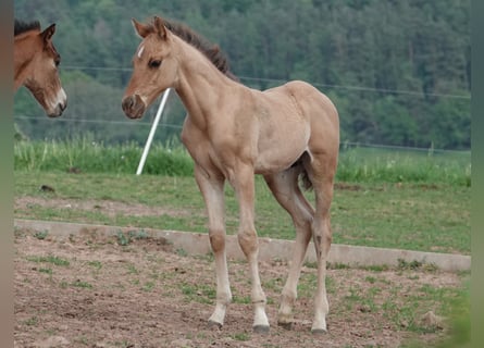 American Quarter Horse, Hengst, 1 Jaar, 150 cm, Red Dun