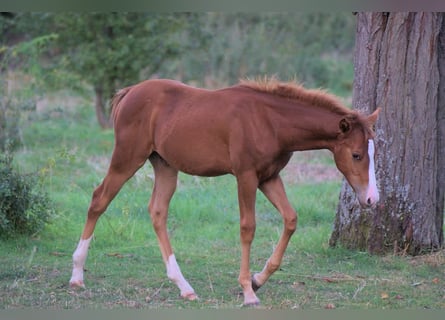 American Quarter Horse, Hengst, 1 Jaar, 150 cm, Vos