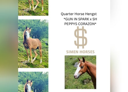 American Quarter Horse, Hengst, 1 Jaar, 150 cm, Vos