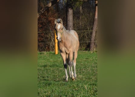 American Quarter Horse, Hengst, 1 Jaar, 151 cm, Buckskin