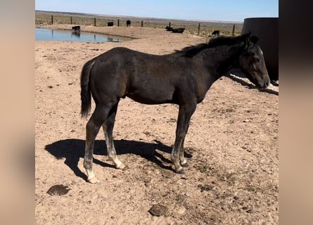 American Quarter Horse, Hengst, 1 Jaar, 152 cm, Bruin