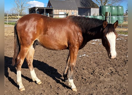 American Quarter Horse, Hengst, 1 Jaar, 152 cm, Bruin