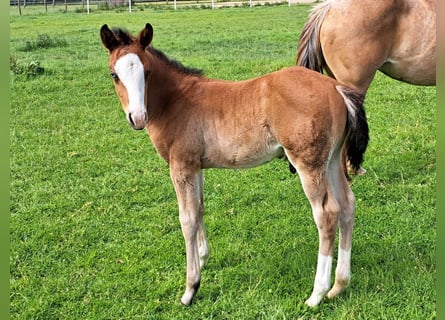 American Quarter Horse, Hengst, 1 Jaar, 152 cm, Bruin