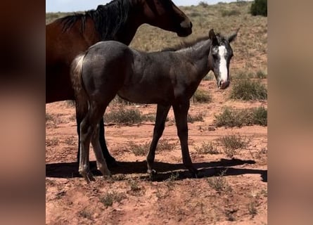 American Quarter Horse, Hengst, 1 Jaar, 152 cm, Schimmel