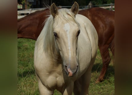 American Quarter Horse, Hengst, 1 Jaar, 153 cm, Palomino