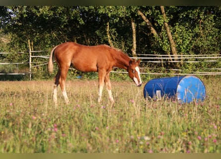 American Quarter Horse, Hengst, 1 Jaar, 153 cm, Vos