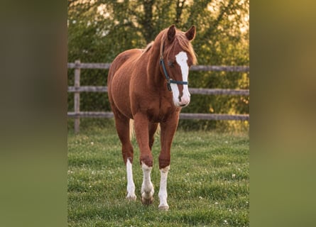 American Quarter Horse, Hengst, 1 Jaar, 153 cm, Vos