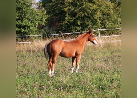 American Quarter Horse, Hengst, 1 Jaar, 153 cm, Vos