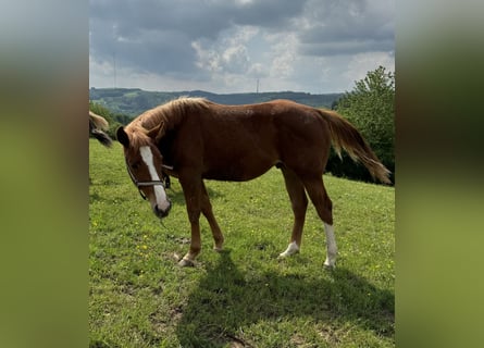 American Quarter Horse, Hengst, 1 Jaar, 154 cm, Vos