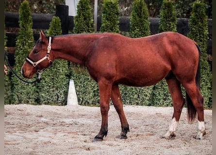 American Quarter Horse Mix, Hengst, 1 Jaar, 155 cm, Bruin