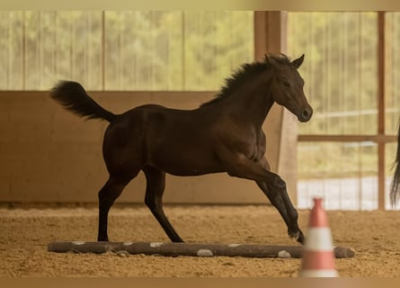 American Quarter Horse, Hengst, 1 Jaar, 155 cm, Donkerbruin