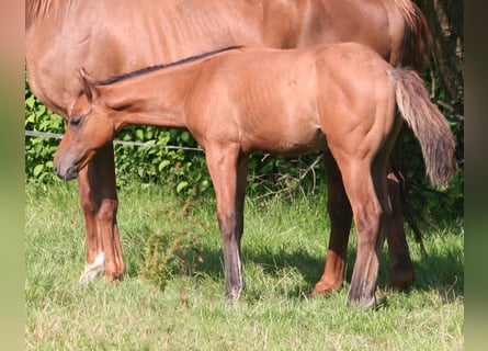 American Quarter Horse, Hengst, 1 Jaar, 156 cm, Falbe