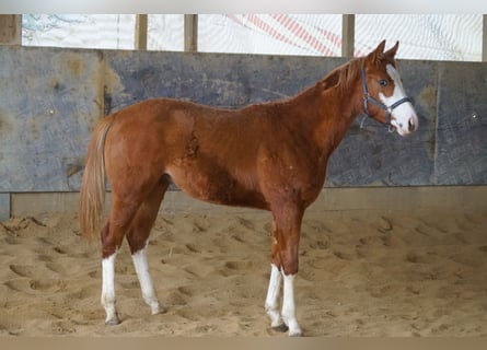 American Quarter Horse, Hengst, 1 Jaar, 156 cm, Vos