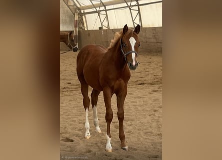 American Quarter Horse, Hengst, 1 Jaar, 160 cm, Vos