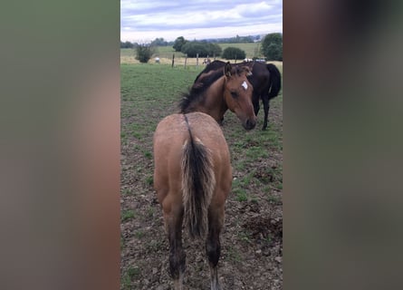 American Quarter Horse, Hengst, 1 Jaar, Brown Falb schimmel