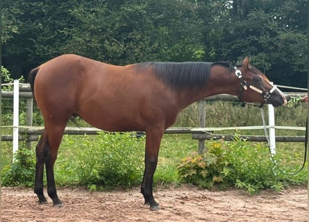 American Quarter Horse, Hengst, 1 Jaar, Bruin