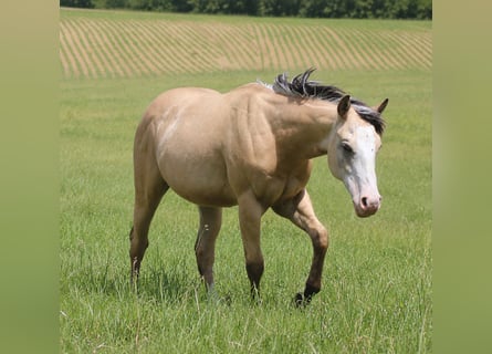 American Quarter Horse, Hengst, 1 Jaar, Buckskin