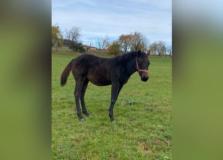 American Quarter Horse, Hengst, 1 Jaar, Donkerbruin