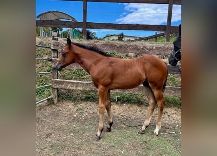 American Quarter Horse, Hengst, 1 Jaar, Donkerbruin