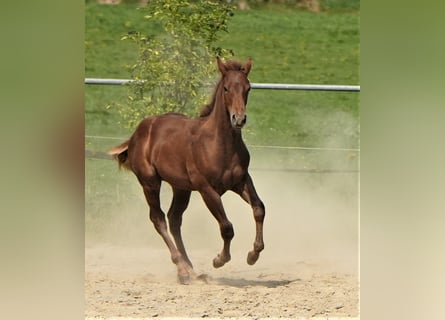 American Quarter Horse, Hengst, 1 Jaar, Donkere-vos