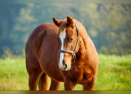 American Quarter Horse, Hengst, 1 Jaar, Donkere-vos