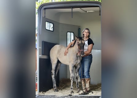 American Quarter Horse, Hengst, 1 Jaar, Grullo