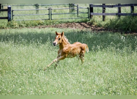 American Quarter Horse, Hengst, 1 Jaar, Lichtbruin