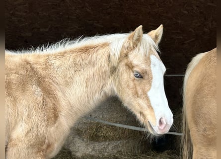 American Quarter Horse, Hengst, 1 Jaar, Palomino