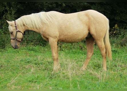 American Quarter Horse, Hengst, 1 Jaar, Palomino