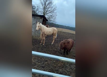 American Quarter Horse, Hengst, 1 Jaar, Palomino