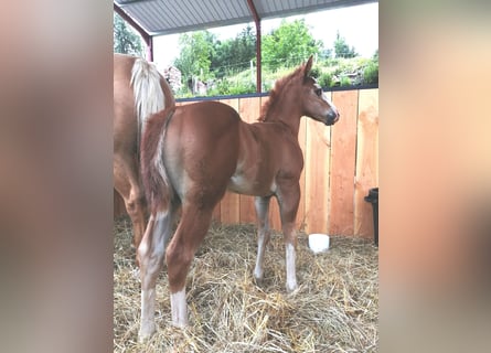 American Quarter Horse, Hengst, 1 Jaar, Vos