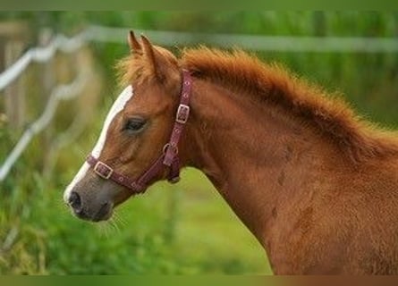 American Quarter Horse, Hengst, 1 Jaar, Vos