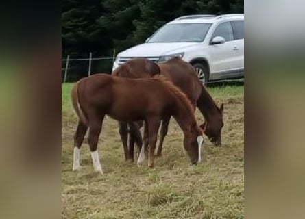 American Quarter Horse, Hengst, 1 Jaar, Vos