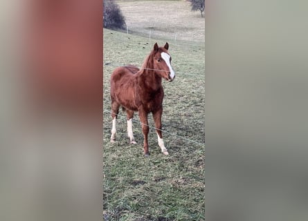 American Quarter Horse, Hengst, 1 Jaar, Vos