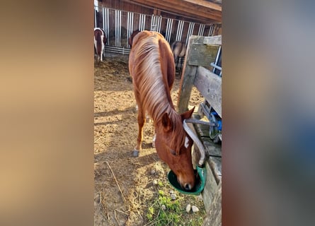 American Quarter Horse, Hengst, 1 Jaar, Vos