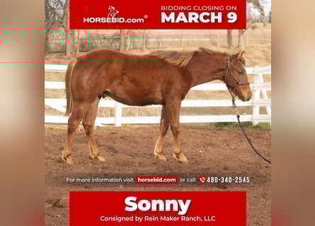 American Quarter Horse, Hengst, 1 Jahr, 142 cm, Rotfuchs