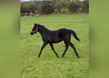 American Quarter Horse, Hengst, 1 Jahr, 147 cm, Dunkelbrauner