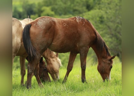 American Quarter Horse, Hengst, 1 Jahr, 148 cm, Brauner