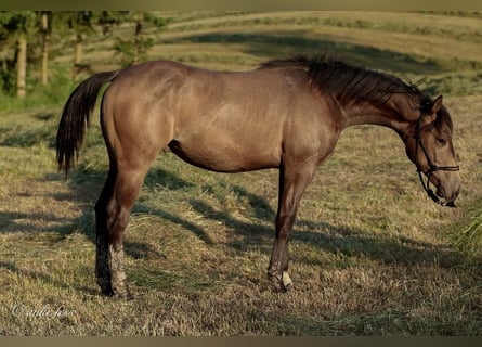 American Quarter Horse, Hengst, 1 Jahr, 148 cm, Buckskin