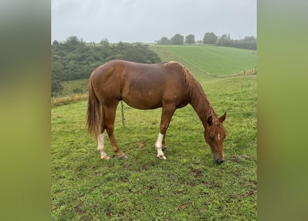 American Quarter Horse, Hengst, 1 Jahr, 148 cm, Fuchs