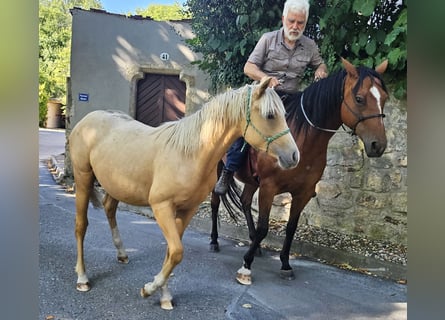 American Quarter Horse, Hengst, 1 Jahr, 148 cm, Palomino