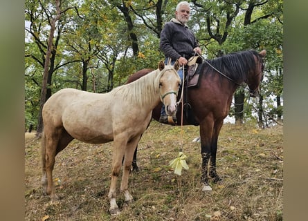 American Quarter Horse, Hengst, 1 Jahr, 148 cm, Palomino