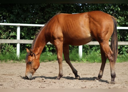 American Quarter Horse, Hengst, 1 Jahr, 149 cm, Brauner