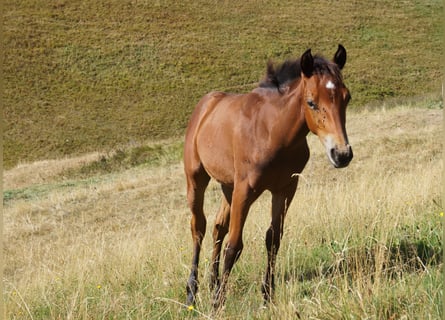 American Quarter Horse, Hengst, 1 Jahr, 150 cm, Brauner
