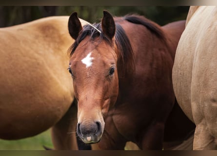 American Quarter Horse, Hengst, 1 Jahr, 150 cm, Brauner