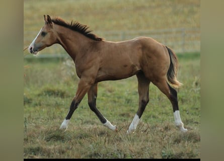 American Quarter Horse, Hengst, 1 Jahr, 150 cm, Brauner