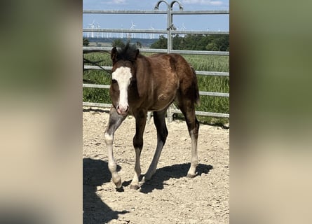 American Quarter Horse, Hengst, 1 Jahr, 150 cm, Brauner