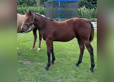 American Quarter Horse, Hengst, 1 Jahr, 150 cm, Brauner