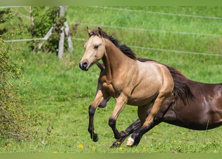 American Quarter Horse, Hengst, 1 Jahr, 150 cm, Buckskin